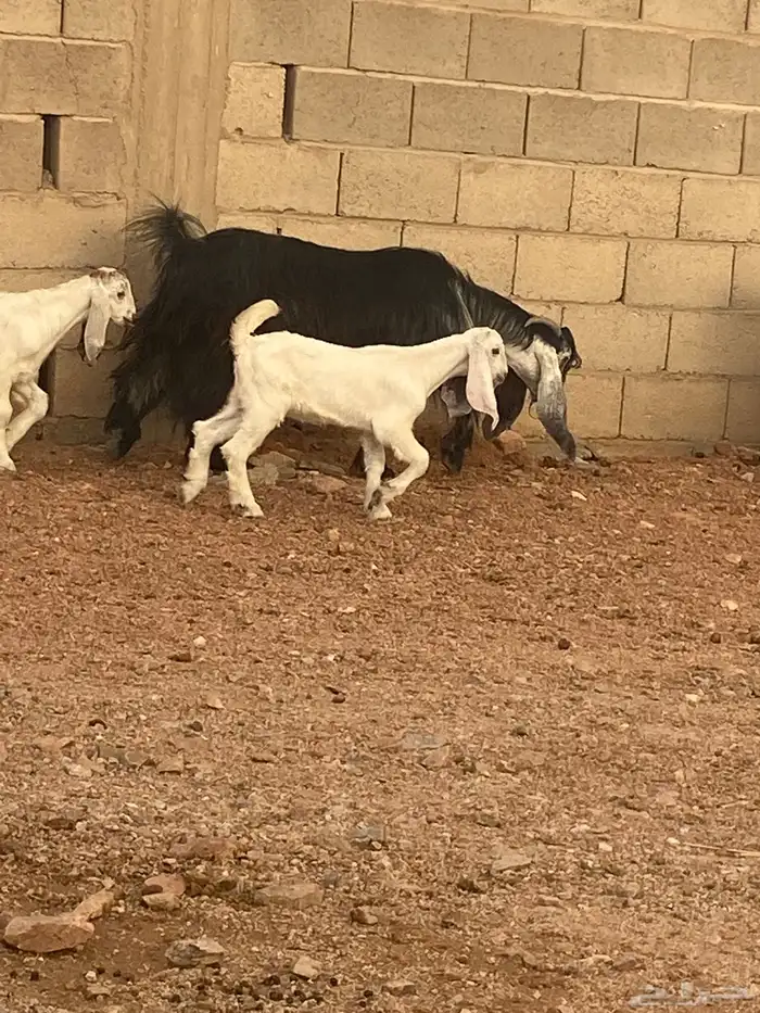 معزا للبيع 5