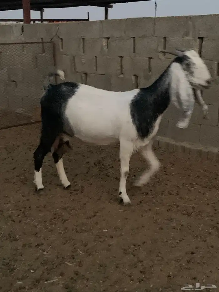 عنز مشروكه 1