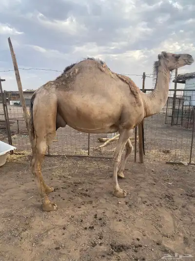 ناقه طيبه خفوت للبيع index