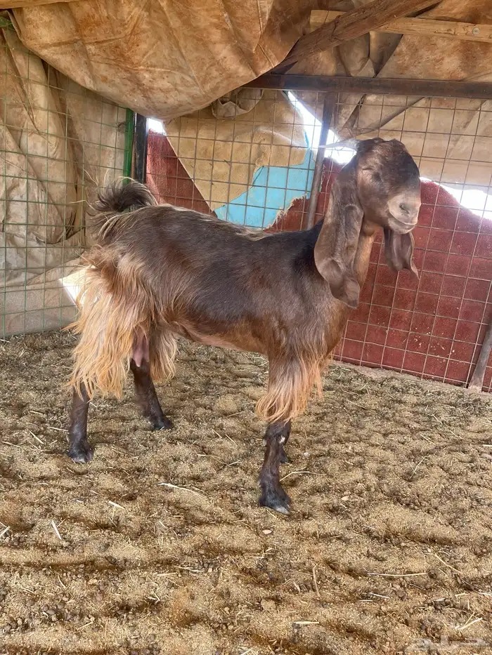 جفرات حيل فاخرات 4