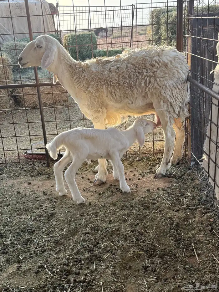 نعجبه ثنيه والد 4