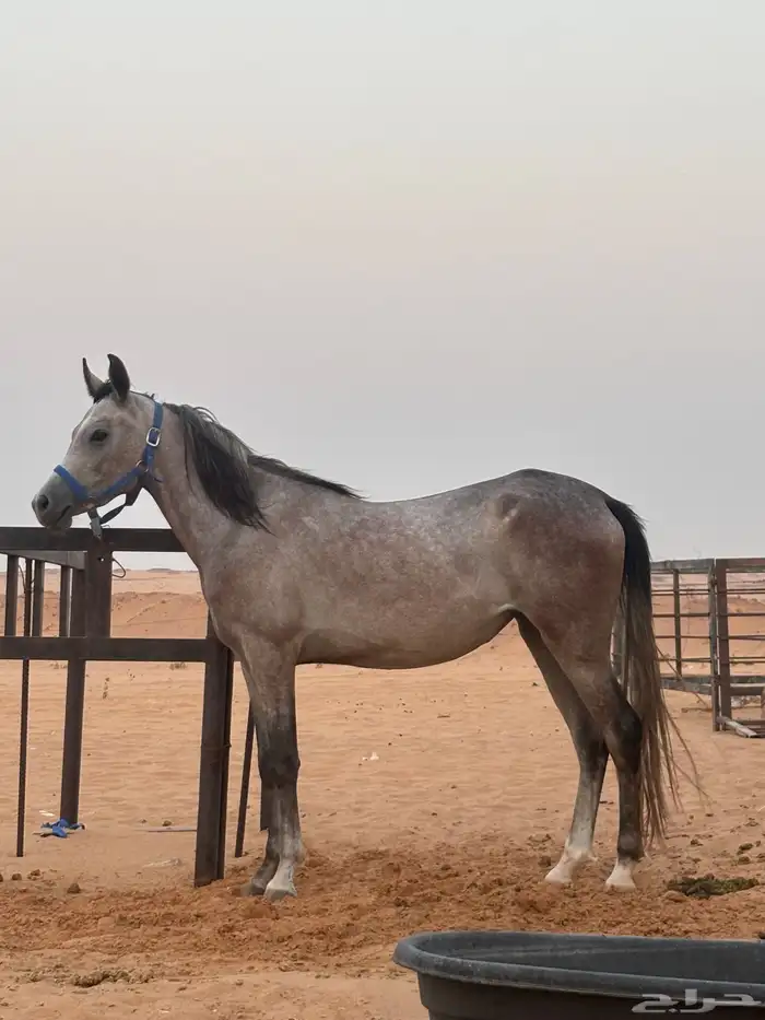 مهره شعبيه 3