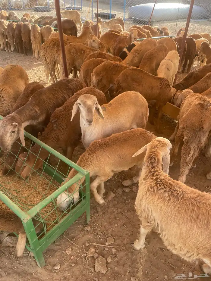 سواكن للبيع 2