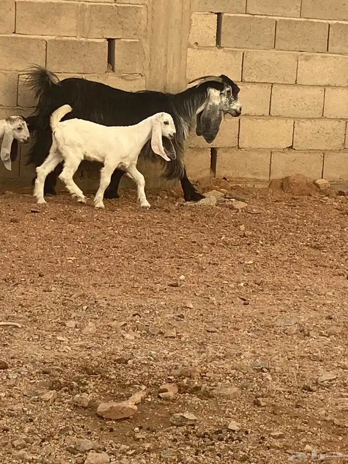 معزا للبيع 8