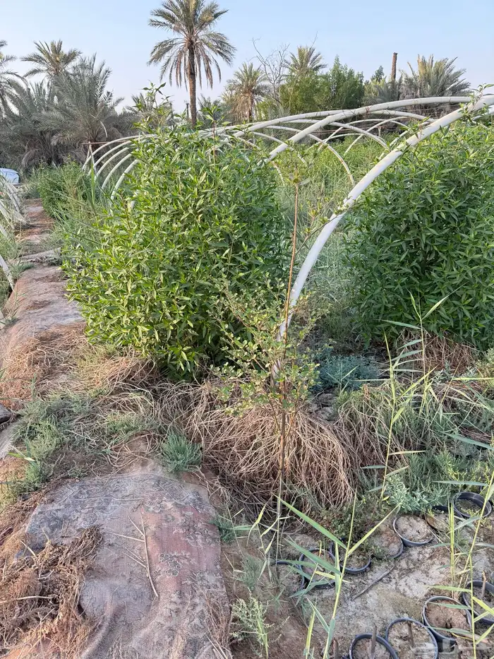 للبيع أشجار زينة 7