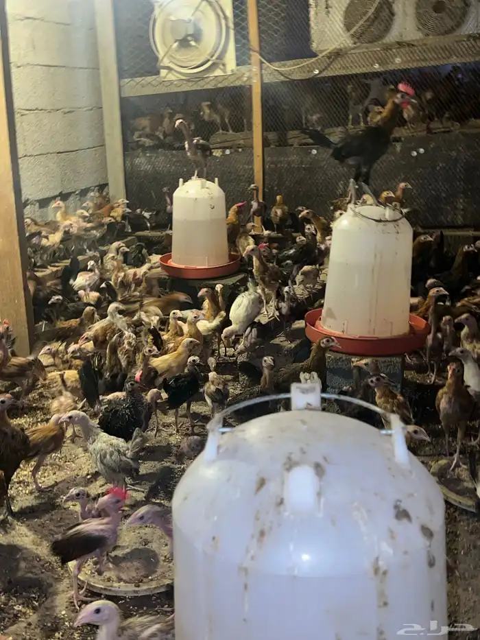 دجاج وصوص بلدي وفيومي كوشن مفتل العداد مفتوح 12