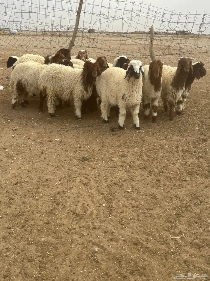 خروفان ورخال نعيم 2