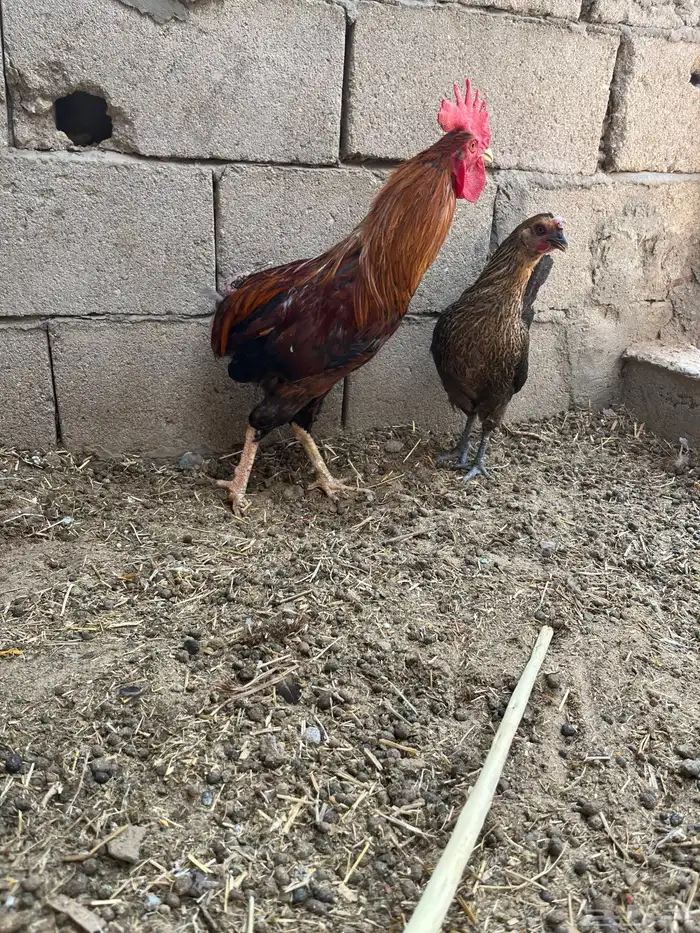 تم البيع 1