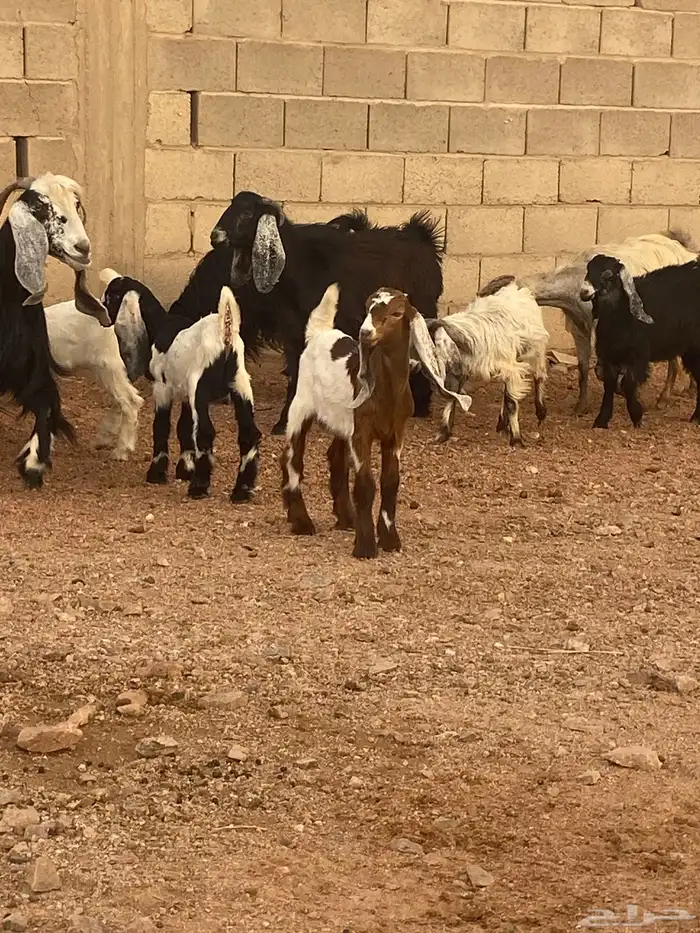 معزا للبيع 7