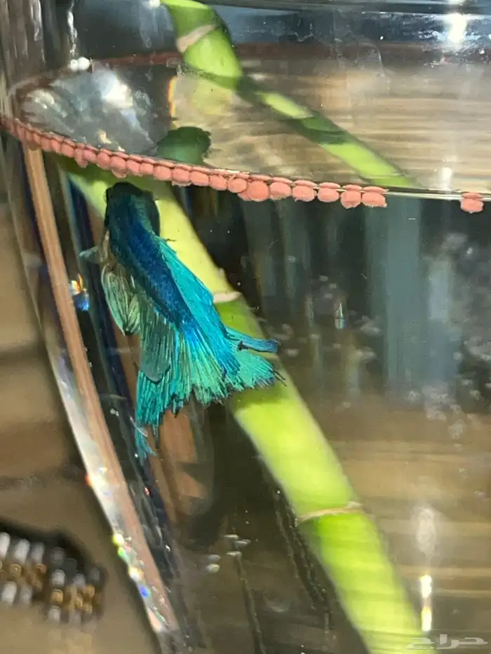 سمك زينه حيوانات 0