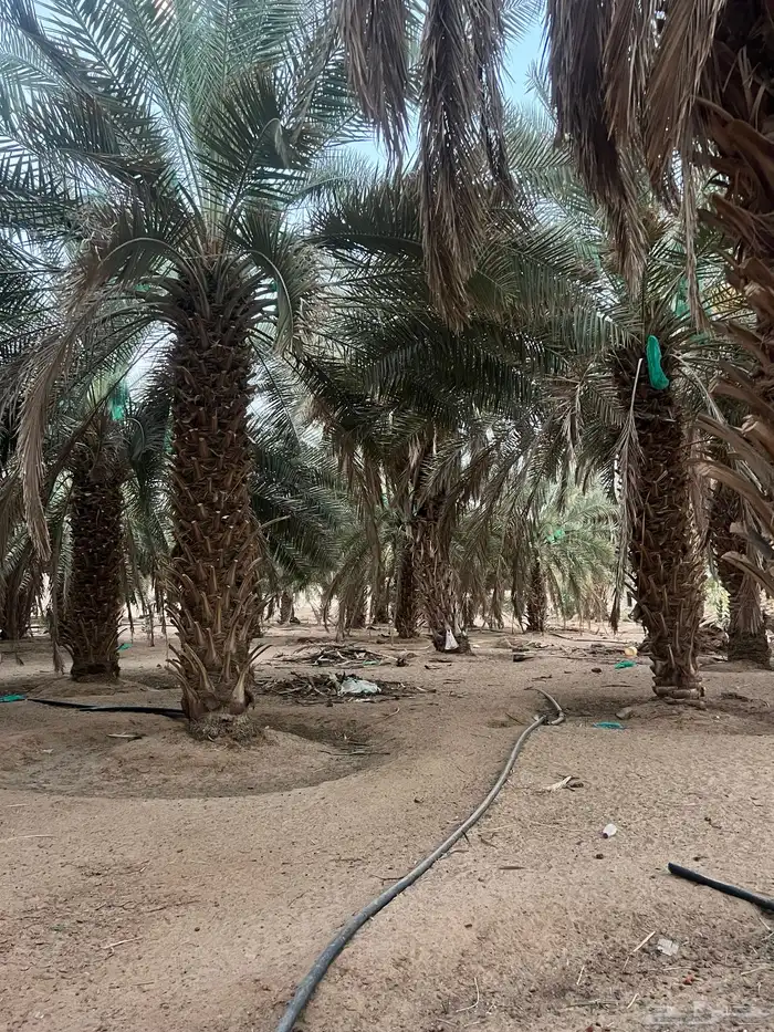 للبيع نخل باطوال مختلفة 11