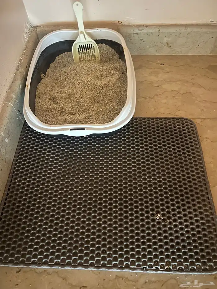 قطة سكوتش لونق هير دلوعه ومرتبة 0