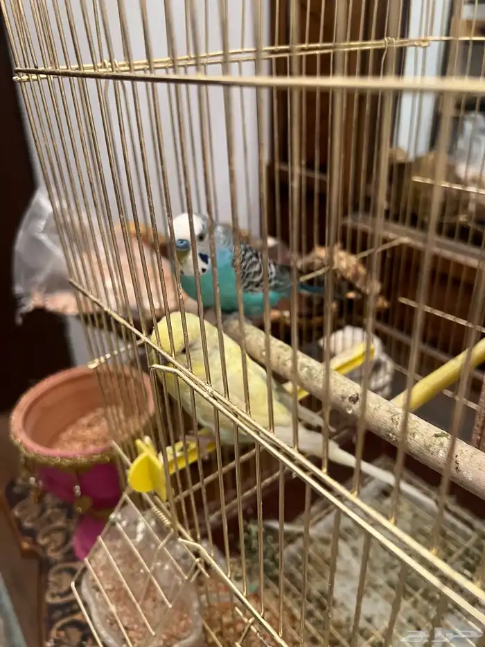 طيور زينه 1