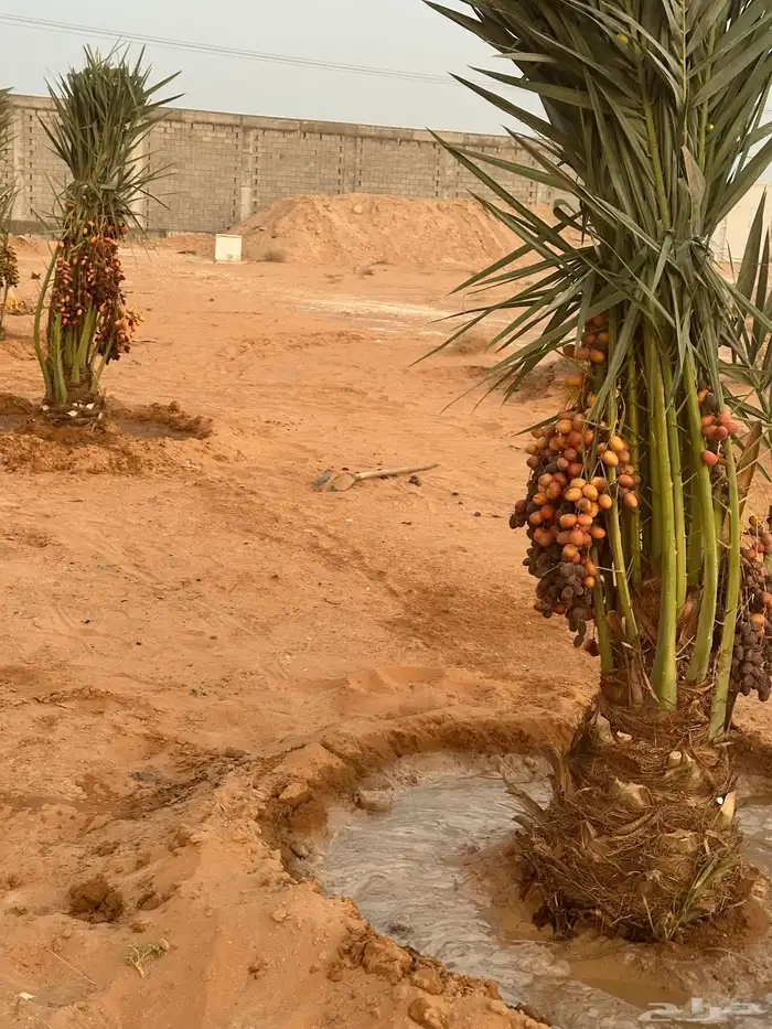 نخل مثمر فسائل وقلايع كلها طيبه 2
