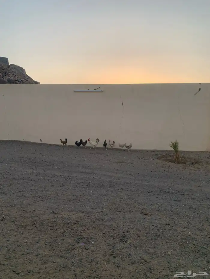 بلدي  دجاج طيب  موقع بيشة  عدد 6 2