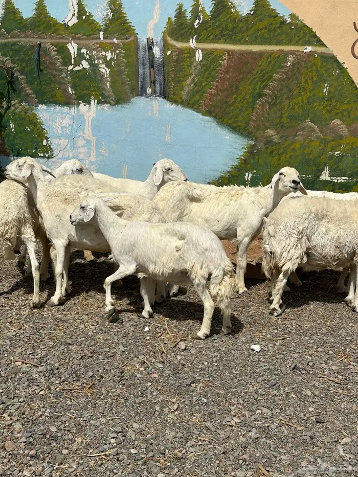 ضأن حريات دفيع وضريع باين 9