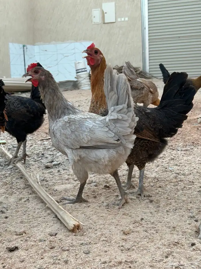 دجاج بياض 4