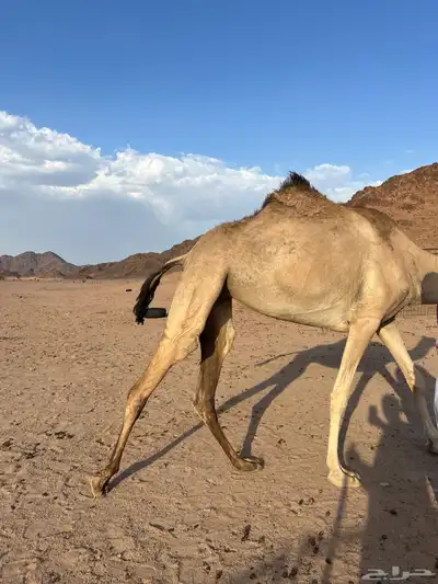 بكره بنت خوف طيبه بلحيل index