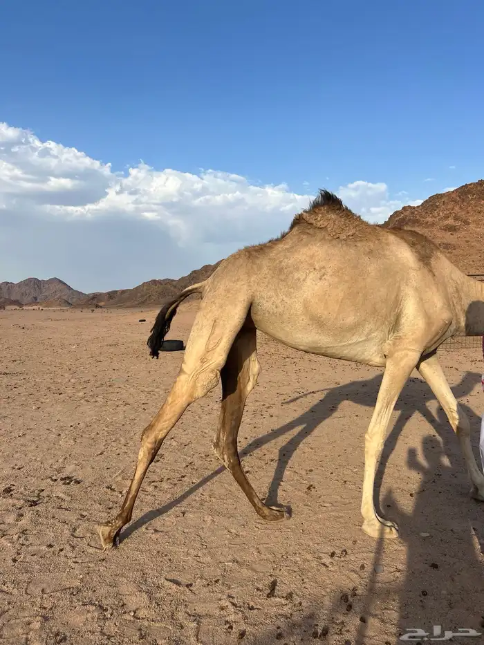 بكره بنت خوف طيبه بلحيل 1