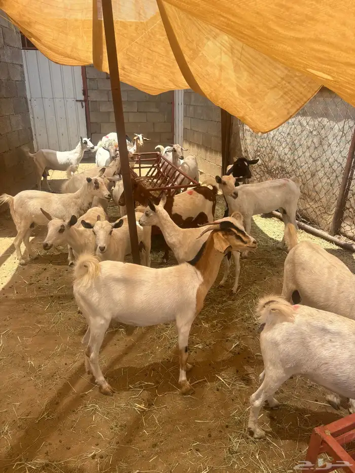 الواديين 1