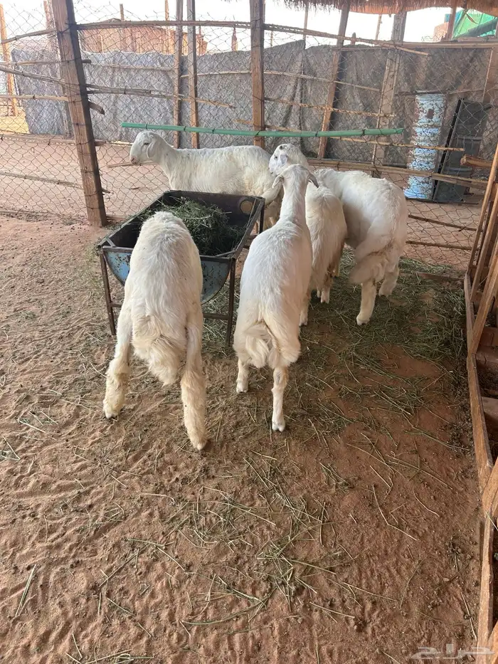 طليان حريات 0