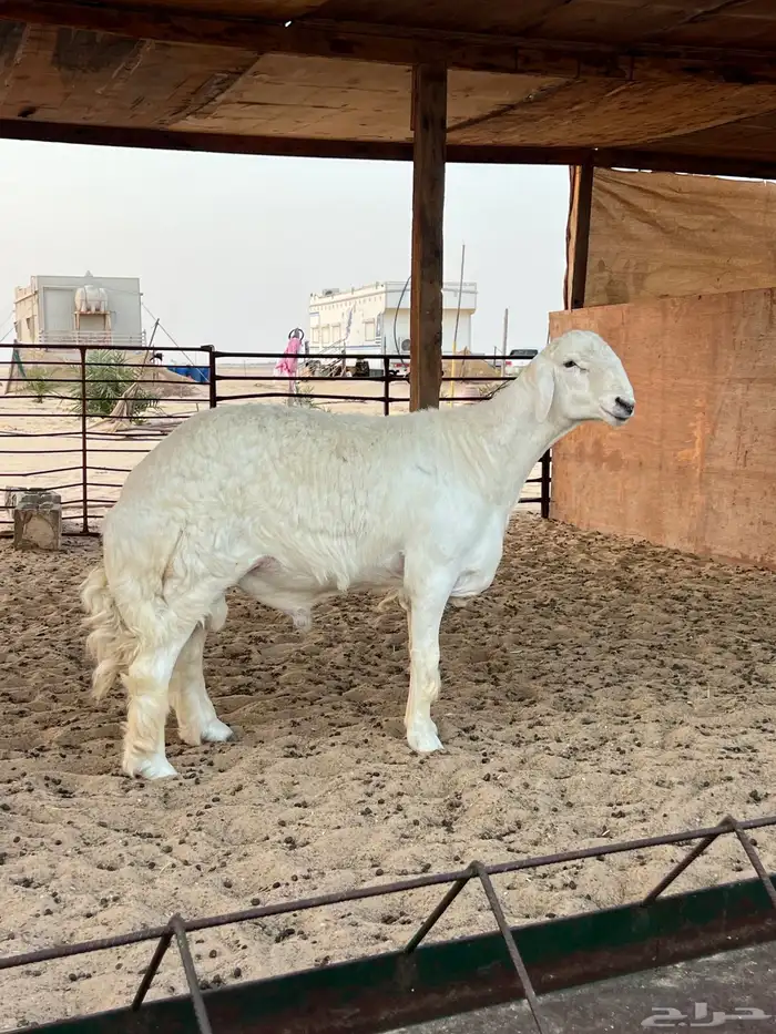 مشروع فحل حري 1