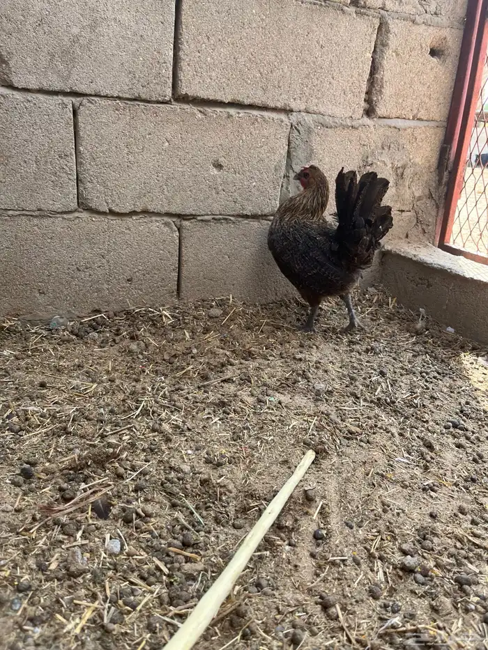 تم البيع 3