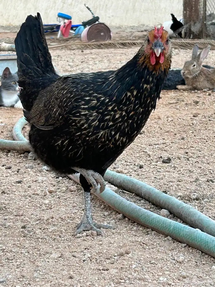 دجاج بياض 0