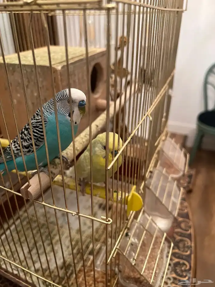 طيور زينه 0