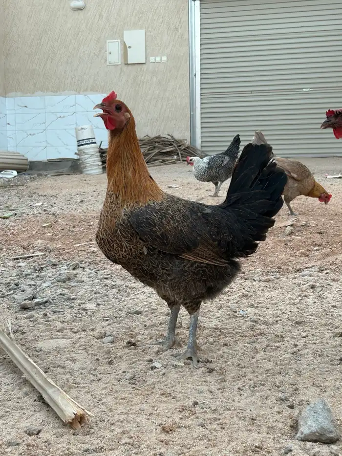 دجاج بياض 5