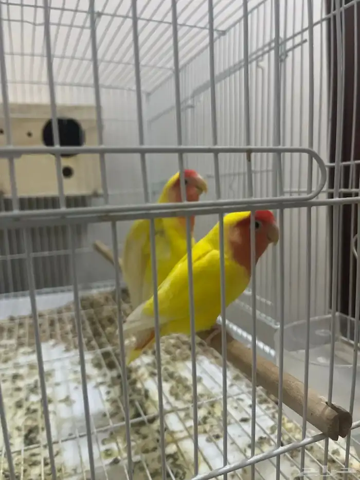 جوز روز لاتينو 3