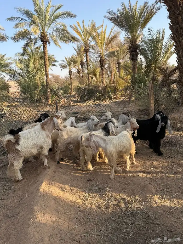 ذبايح تيوس حري 4
