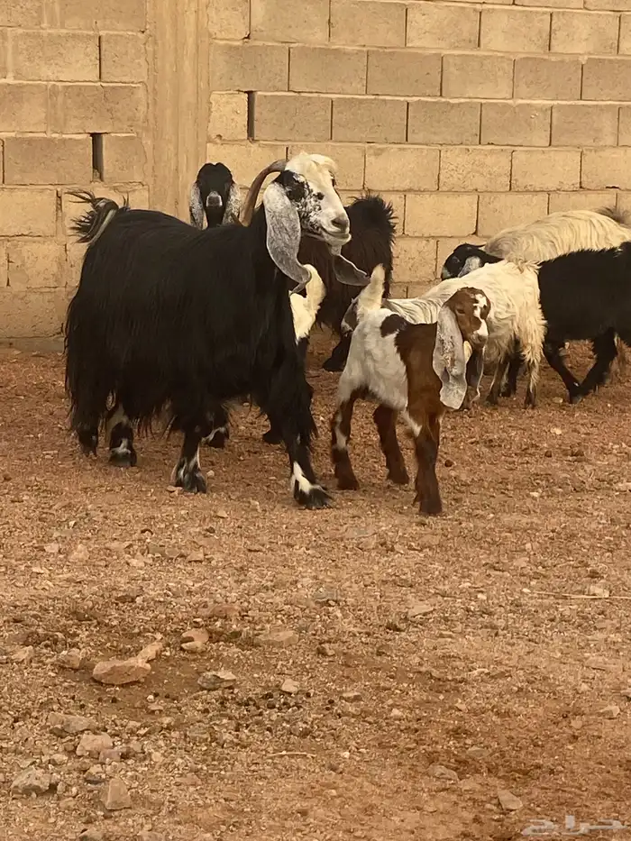 معزا للبيع 3
