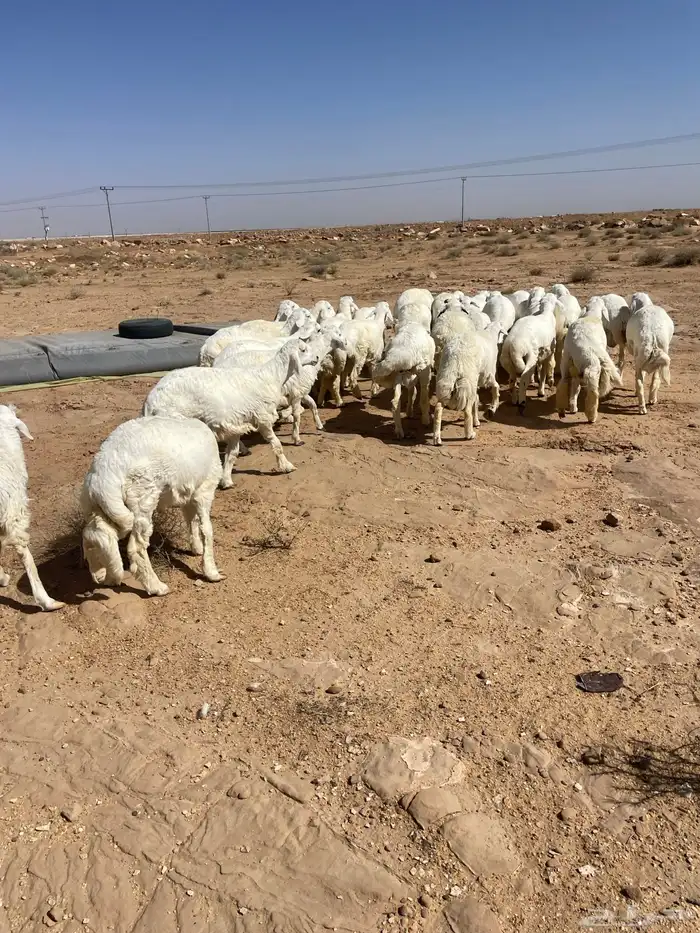 بهم حري مراح 3