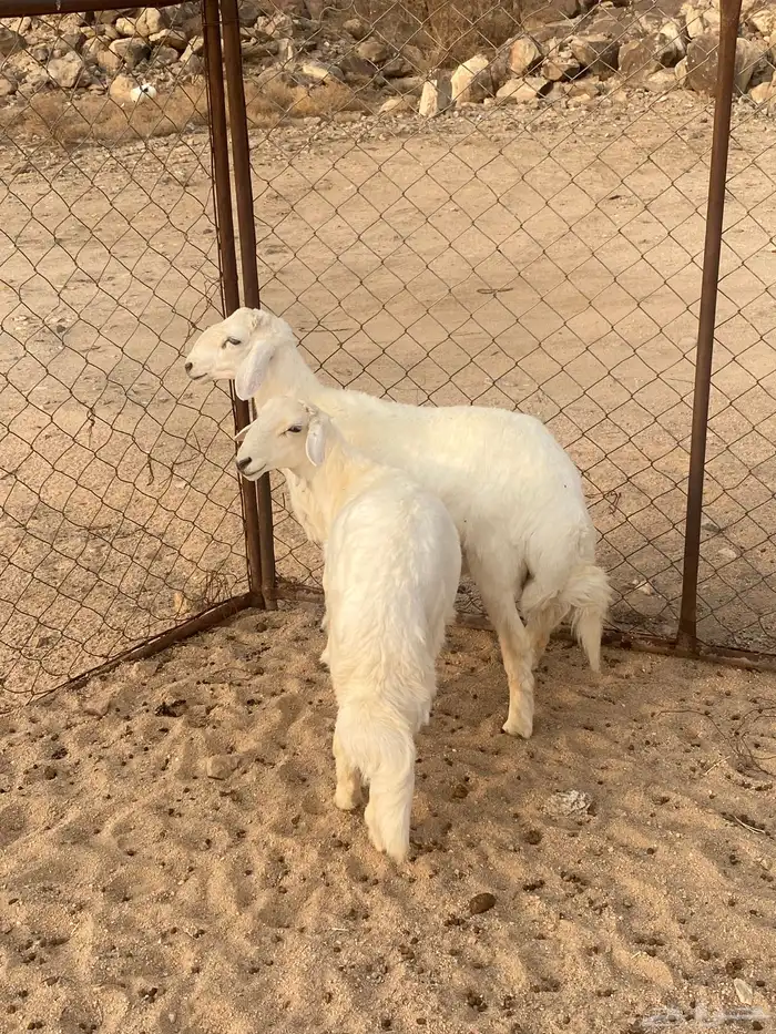 خروفين 0