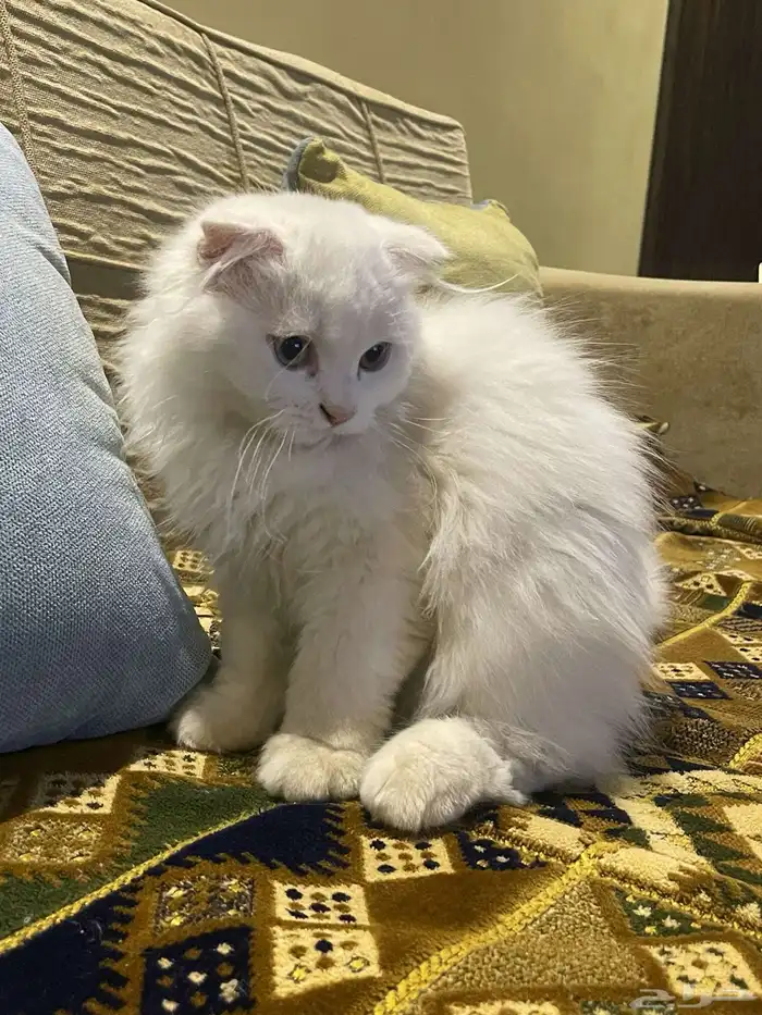 قطط شيرازي 1