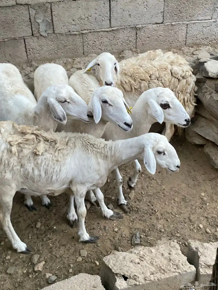 ضان للبيع 1