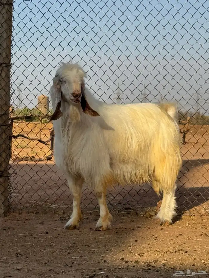 بيعت الله يبارك له عنز مصريه متوم وتيس فحل 2