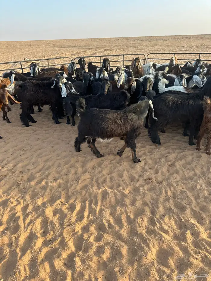 للبيع تيوس 2
