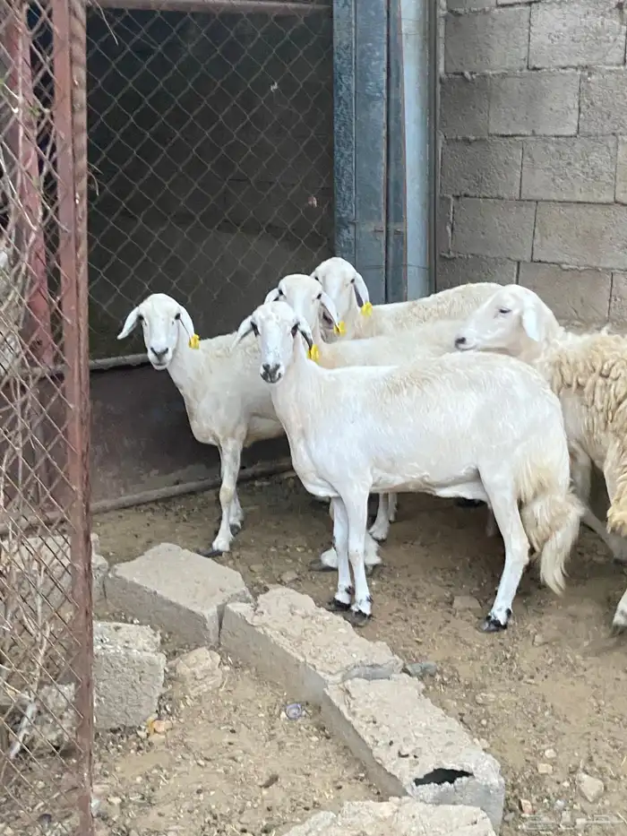 ضان للبيع 3