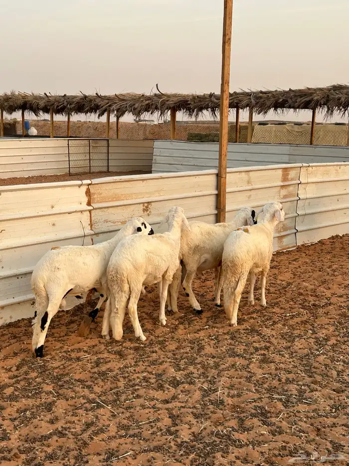 خرفان سواكن 3