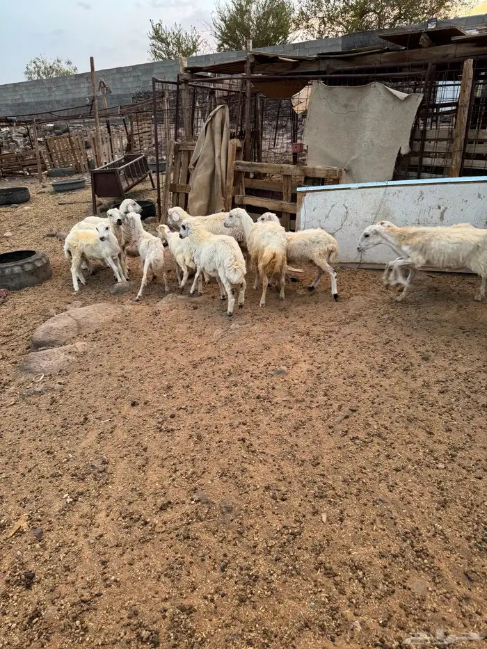 بهم حري ورفيدي 2