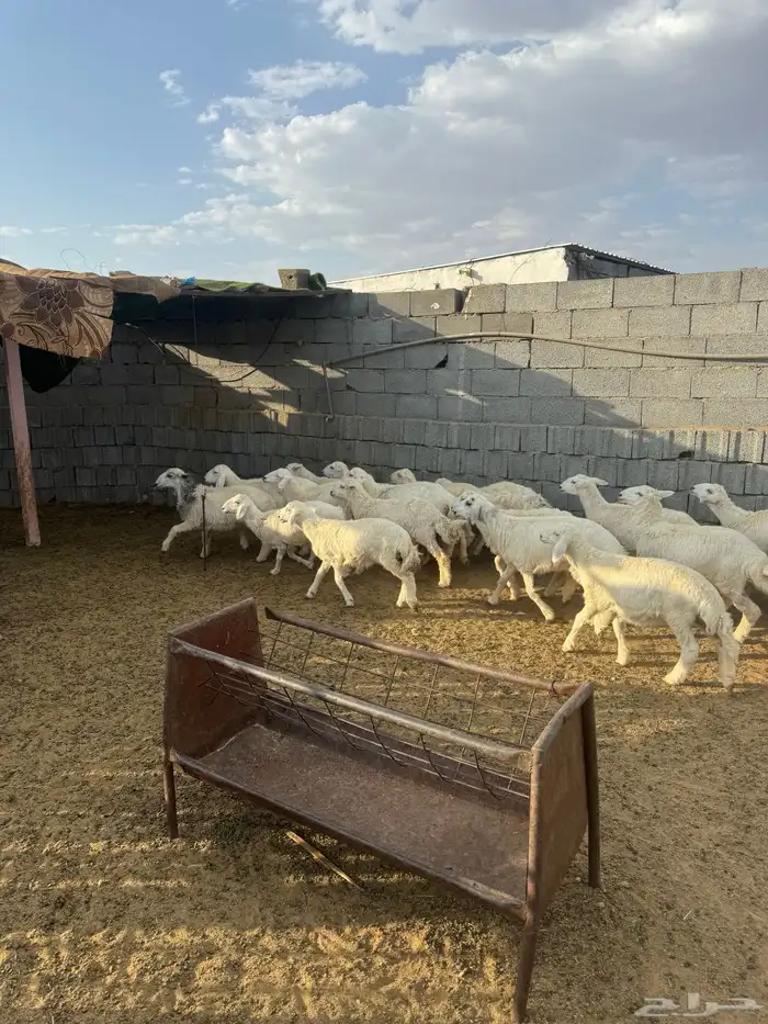 طليان 4