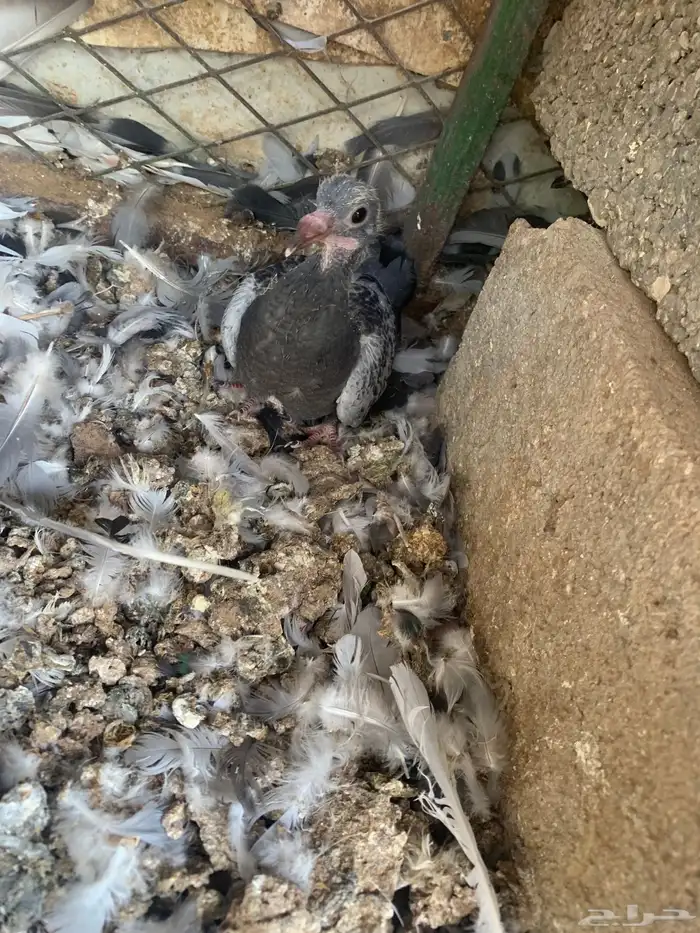 حمام زاجل سباق 4