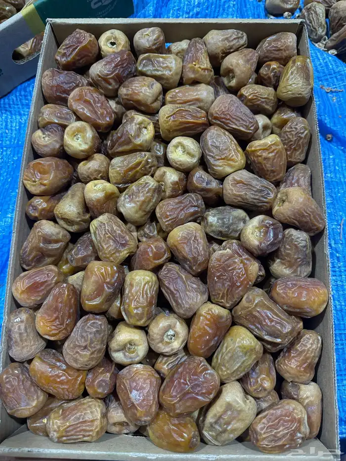 تمر سكري ملكي خراف اليوم 2
