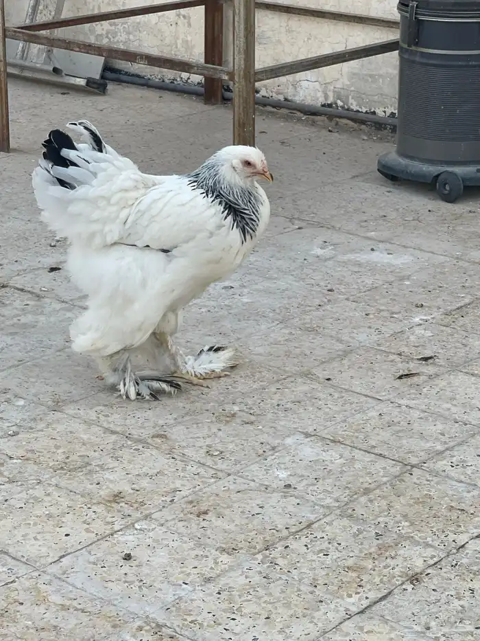 براهما كولمبي 15