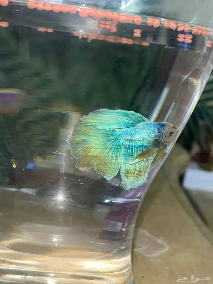 سمك زينه حيوانات 2