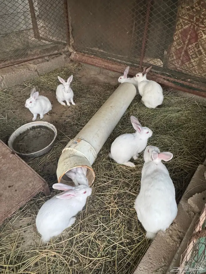 ارانب فرنسي 1