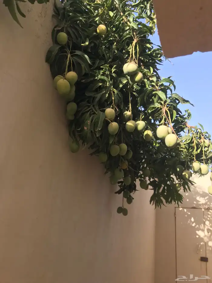 شتلات منقا زبده 0