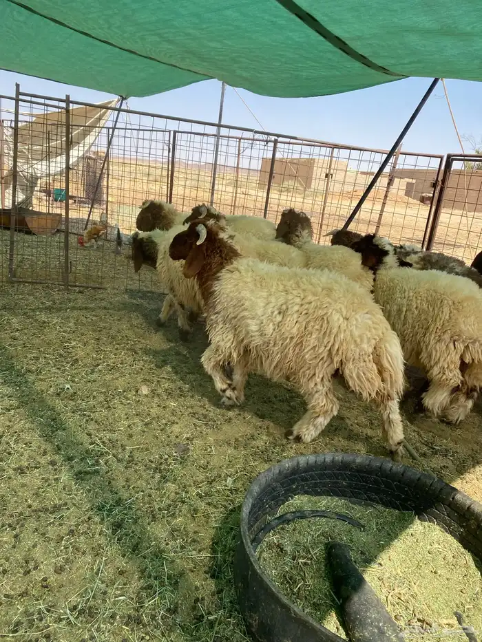 بهم نعيم جبر جذعان مراح واحد 3